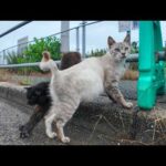 雨上がりの港に行ってみると猫たちが集まっていた(YouTube)