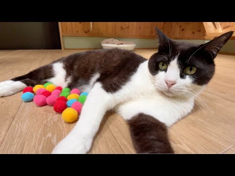 ほとんどの猫が大喜びする大量のボールあげたら、子育てと勘違いした猫はこちらです(YouTube)