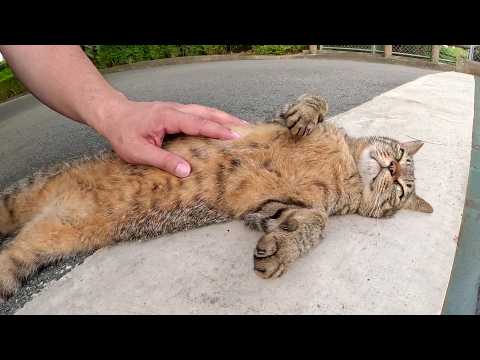 橋で夕陽を眺めていたキジ猫コンビがお腹を見せて甘えてきた(YouTube)