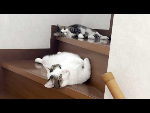踏まれても文句を言えないところで猫が落ちています(YouTube)