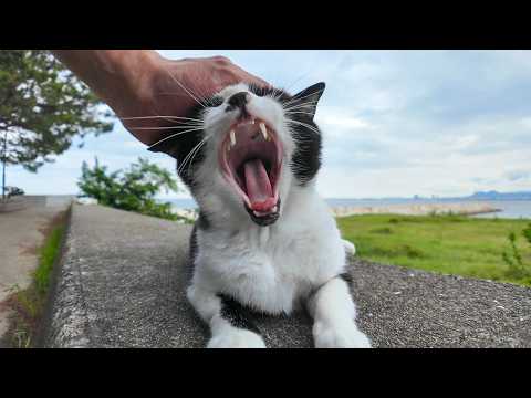 防波堤で寝ている猫ちゃんたちを撫でる(YouTube)
