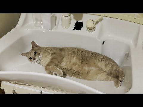 ひんやり冷たい洗面ボウルで息子の帰りを待っている猫に・・・(YouTube)