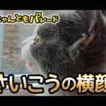 【猫動画】さいこうの横顔〜にゃんともパレード〜#猫動画#猫#368(YouTube)
