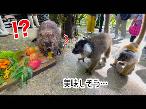 ビーバーのお誕生日を特製ケーキでお祝いしていたら…(YouTube)