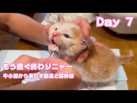 もう直ぐミルクも終わりニャ～ 牛小屋から来た子猫達と猫神様 Day 7  2024 07 13 1(YouTube)
