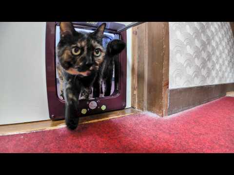 旅館に着いて部屋で寛いでいたら猫が次々に挨拶に来てくれた(YouTube)