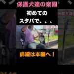 ロットワイラー権蔵スタバに行く #rottweiler #shorts #ロットワイラー(YouTube)