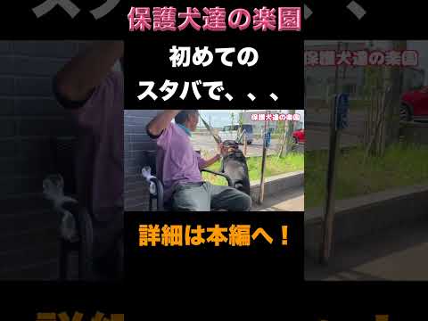 ロットワイラー権蔵スタバに行く #rottweiler #shorts #ロットワイラー(YouTube)