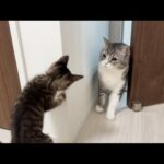 保護した子猫ともち様が初対面したら予想外のとんでもない展開になっちゃいました…(YouTube)