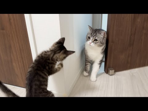 保護した子猫ともち様が初対面したら予想外のとんでもない展開になっちゃいました…(YouTube)