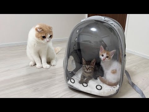 保護した生後2ヶ月の子猫とはな坊を会わせてみたらまさかのこうなりました…(YouTube)