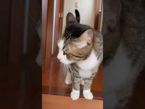 お父さん、待って〜や〜(YouTube)