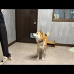 視聴者様へ、ありがとうございます(YouTube)