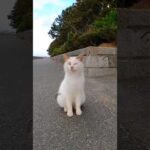 よく喋る猫#感動猫動画 #野良猫 #自由猫 #Cat #猫 #猫島 #ペット(YouTube)