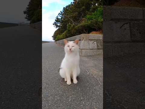 よく喋る猫#感動猫動画 #野良猫 #自由猫 #Cat #猫 #猫島 #ペット(YouTube)