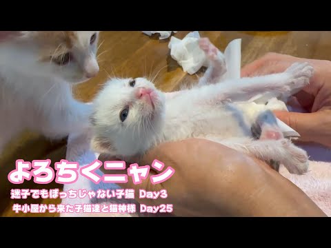 ねぇたん よろちくニャン  迷子だけどぼっちじゃない子猫 Day3 u牛小屋から来た子猫達と猫神様 Day25 Teto118 NutoNimo47 Neo15  2024 07 31 2(YouTube)