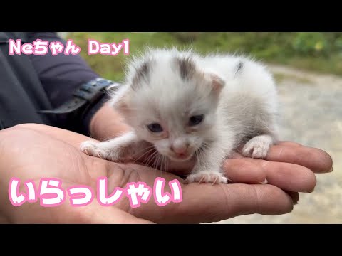 いらっしゃい  Day1  2024 07 29 3(YouTube)