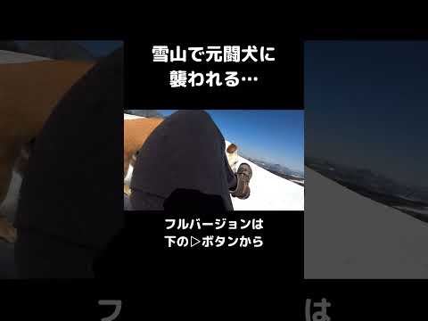 元闘犬の血が騒ぐwww#shorts #切り抜き #犬のいる暮らし #犬(YouTube)