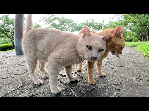 クリーム猫が親友の茶トラ猫が待つベンチまで大急ぎで帰る(YouTube)