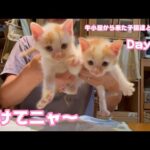 助けてニャ～ 可愛いから攫われちゃうッ  牛小屋から来た子猫達と猫神様 Day14  テト107 ヌトニモ36  2024 07 20 1(YouTube)