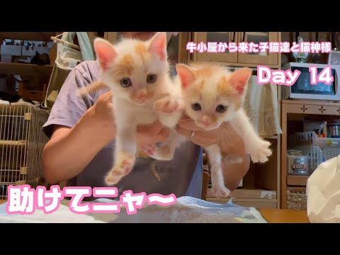 助けてニャ～ 可愛いから攫われちゃうッ  牛小屋から来た子猫達と猫神様 Day14  テト107 ヌトニモ36  2024 07 20 1(YouTube)