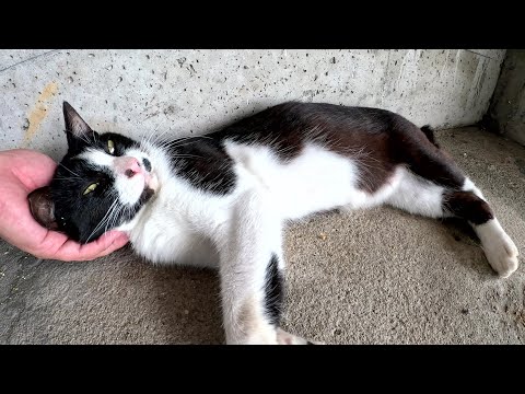 猫の駅長さんが仕事をサボって日陰でお昼寝する(YouTube)
