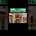 お薬飲めてかしこちゃん🐈 #shorts(YouTube)