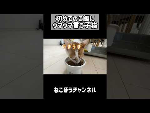 美味しいごはんにウマウマ言う子猫 #shorts(YouTube)