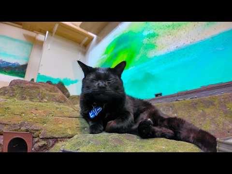 丘の上で休む黒猫ちゃん(YouTube)