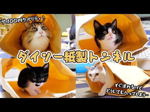 このトンネルを前にして入らない猫はいない⁉これぞダイソー100円ハピネス💕【仲良し子猫姉妹の成長記録】(YouTube)