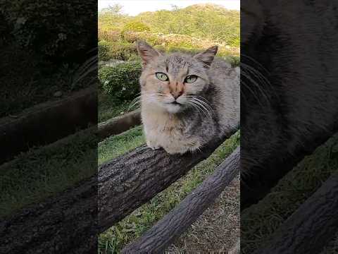 手摺りの上に野良猫が寝ていたので隣に座ったら膝の上に乗ってきた(YouTube)