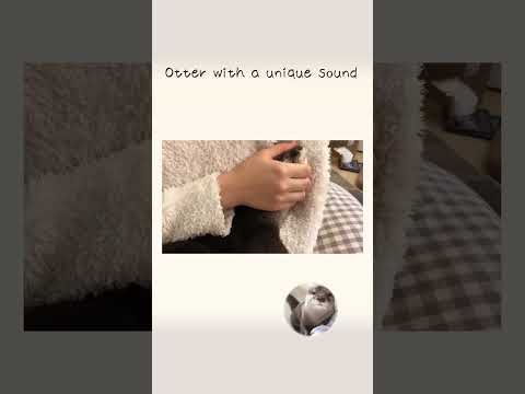 Otter with a unique sound(YouTube)