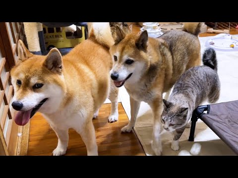 柴犬が散歩に行こうとすると猫たちまで慌ただしくなりました…笑(YouTube)