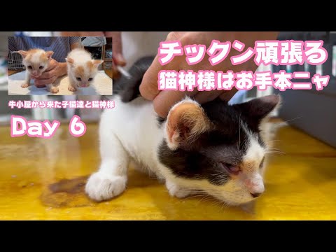 猫神様はチックンのお手本ニャ  牛小屋から来た子猫達と猫神様  Day 6  2024 07 12 2(YouTube)