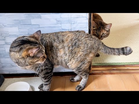 仲良くなろうとずっとついてくる子ども猫に思わず困惑してしまう先輩猫(YouTube)