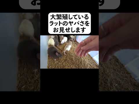 大繁殖しているラットのヤバさをお見せします(YouTube)