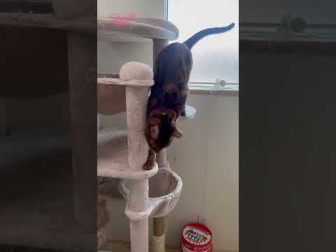 逆走が起こった猫レース #shorts(YouTube)