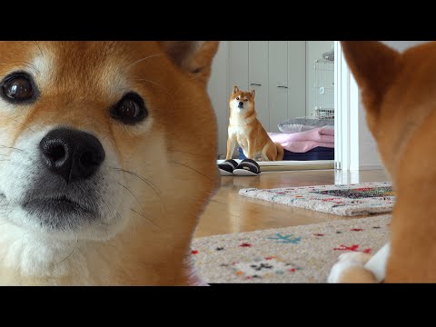 大好きな兄でも許せない！？柴犬妹の怒りの瞬間を捉えました。。(YouTube)