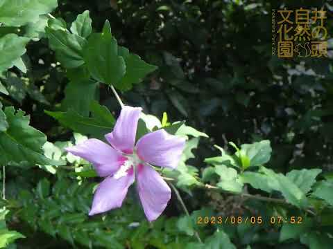 井の頭自然文化園 花ごよみ動画 ムクゲの開花(YouTube)