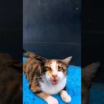 よく喋る三毛猫(YouTube)
