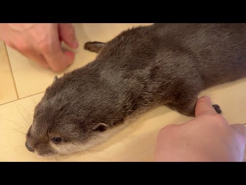 カワウソと猫に握手を求めたらやはり反応が違った！ When I asked an otter and a cat to shake hands, they reacted differently!(YouTube)
