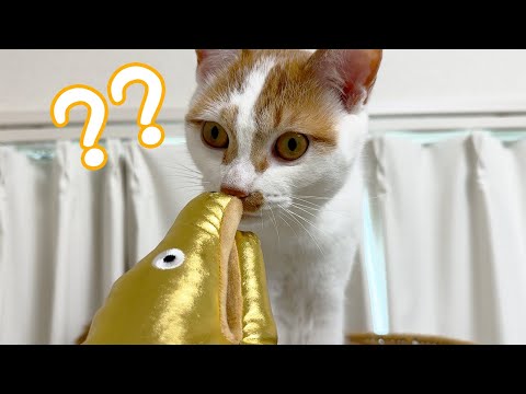 買ってから人気のないウツボの宣伝を猫たちにします！！(YouTube)