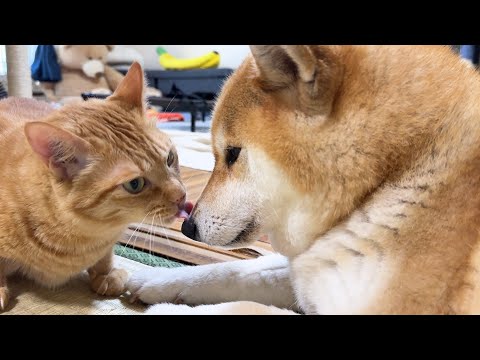 柴犬の匂いが大好きな茶とら猫はクンクンぺろぺろ大忙しです(YouTube)