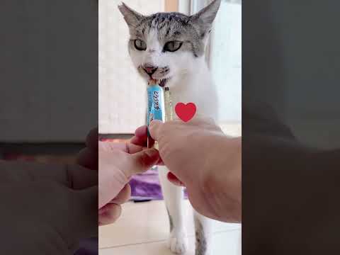 家の子よりオヤツ食べるの上手なパナ氏 #shorts(YouTube)