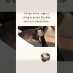 Otter that sleeps using a dried blanket without permission(YouTube)