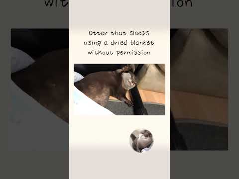 Otter that sleeps using a dried blanket without permission(YouTube)