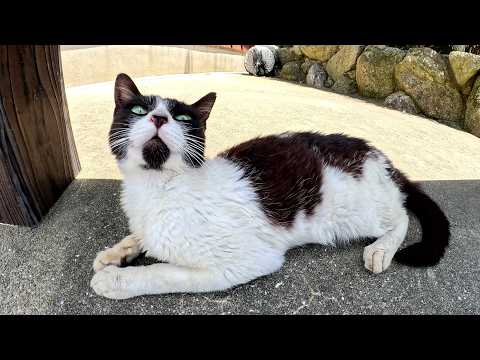暑い中、たくさんの猫達が島の入り口でお出迎えしてくれた(YouTube)