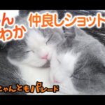 【猫動画】ほんわか仲良しショット集〜にゃんともパレード〜#猫動画#猫#370(YouTube)