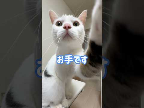 何も言わなくても自らお手する猫 #shorts(YouTube)