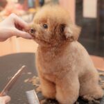 トリミングをした小型犬…まるでお人形のような『可愛すぎるお姿』が155万再生「もはや罪」「眠そうなの可愛い…」「天使かな？」と絶賛(ブログ)